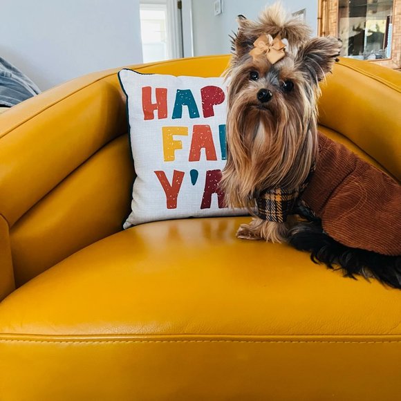 Pet Dress Dog or Cat Corduroy Brown xs ea. New w/ Tag! - Picture 8 of 8